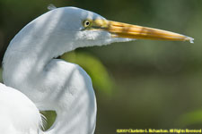 white egret closeup